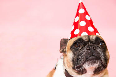 Picture of Dog In Party Hat - Free Stock Photo