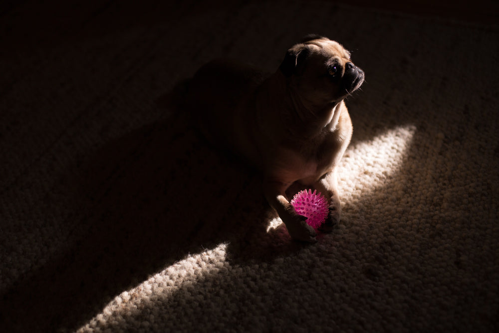 dog in the shadows