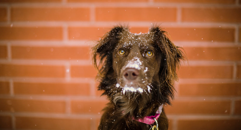 dog in the snow