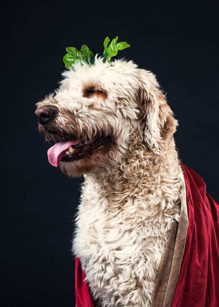 dog-in-velvet-cape.jpg?width=746&format=