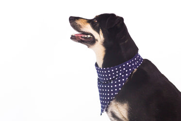 Picture of Dog Looking Up - Free Stock Photo
