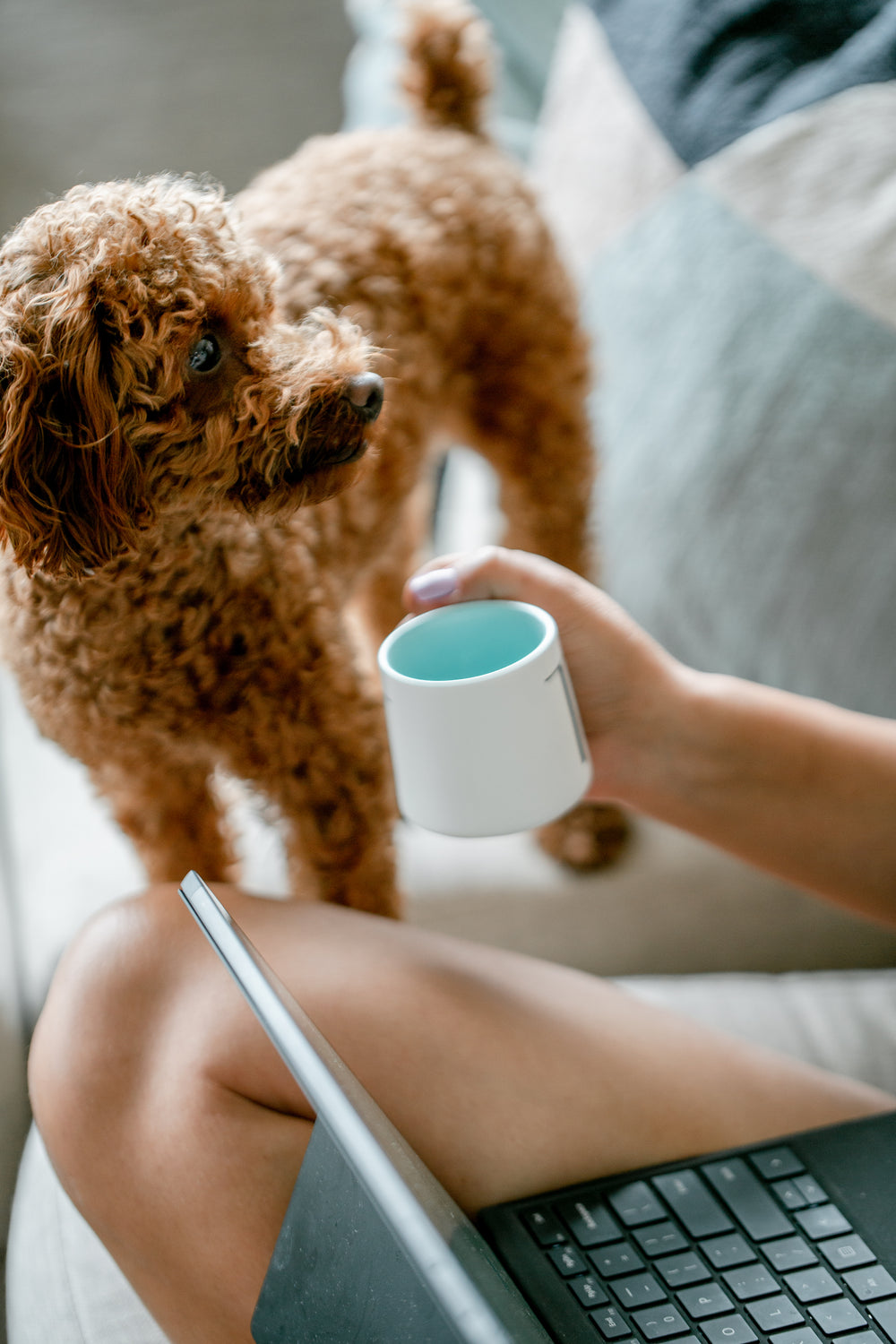 dog looks at owner who is working from home