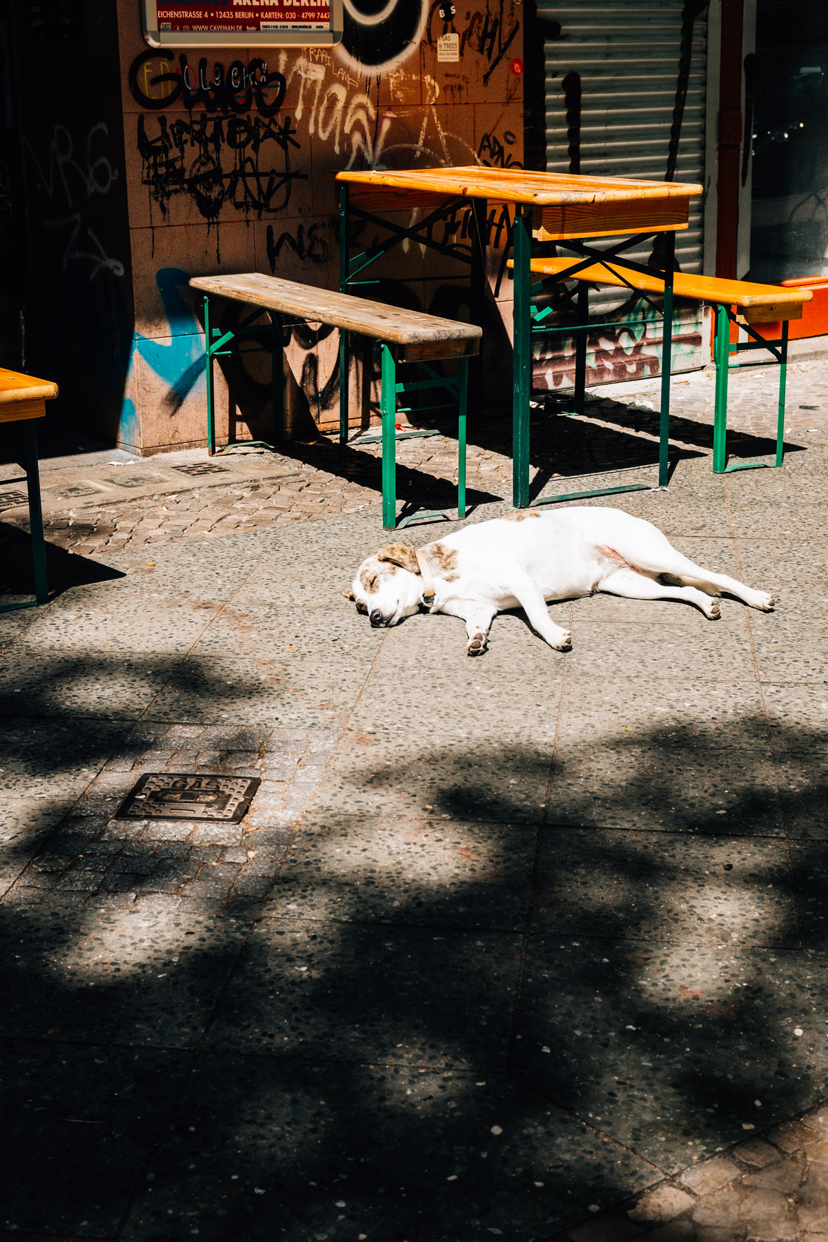 dog lounging on a sunlit street