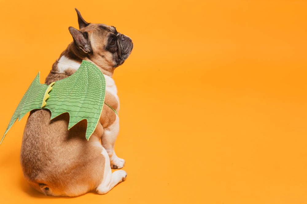 dog models dragon wings costume