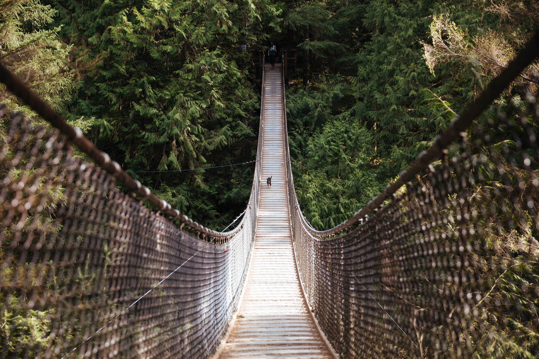 Free Dog On Hanging Bridge Photo — High Res Pictures