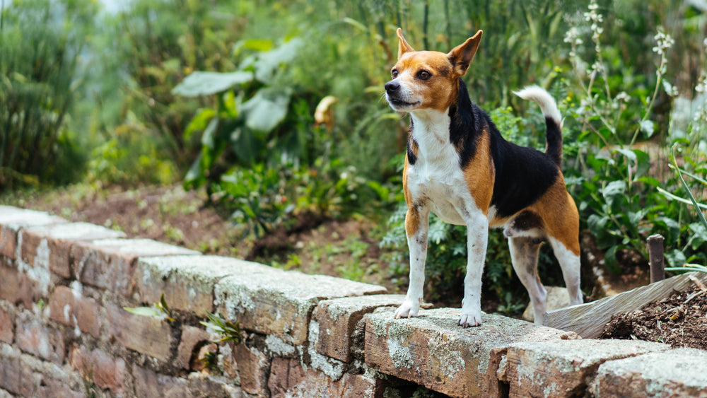 dog on wall