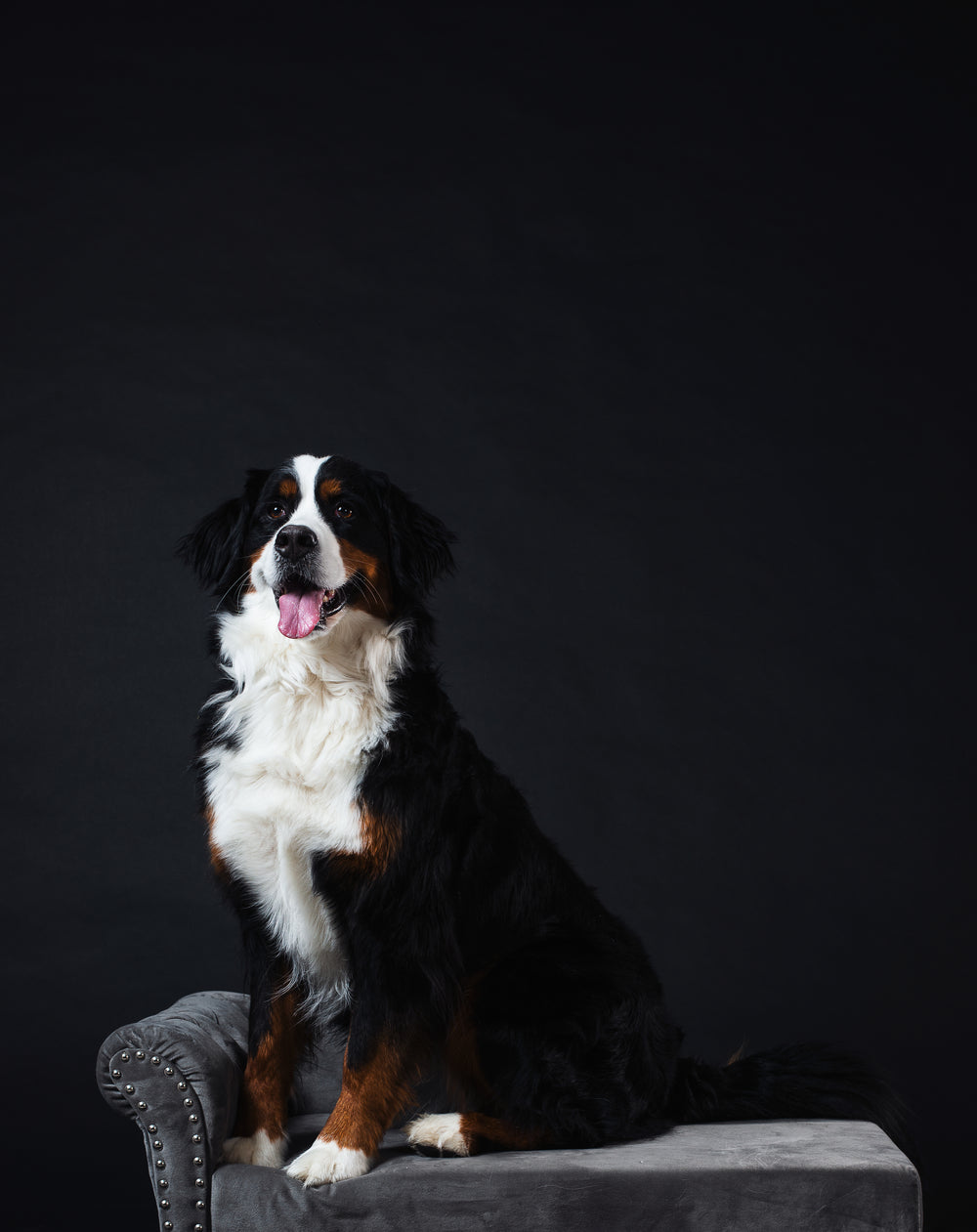 dog poses on chaise longue