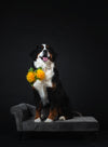 dog poses on couch wearing flowers