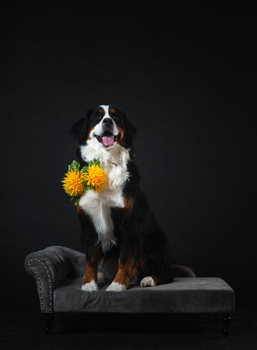 dog poses on couch wearing flowers
