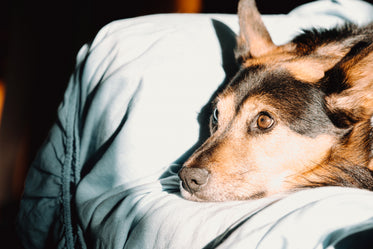 dog relaxes and rests his head on a sofa arm rest