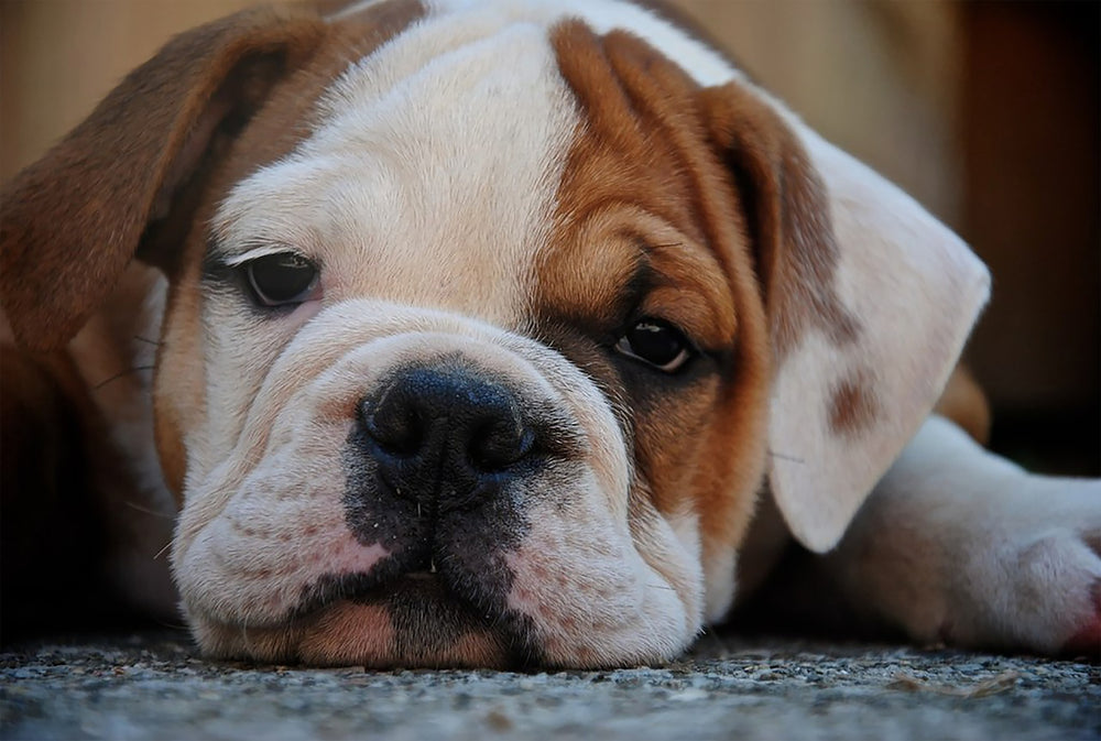 dog resting its head on the ground