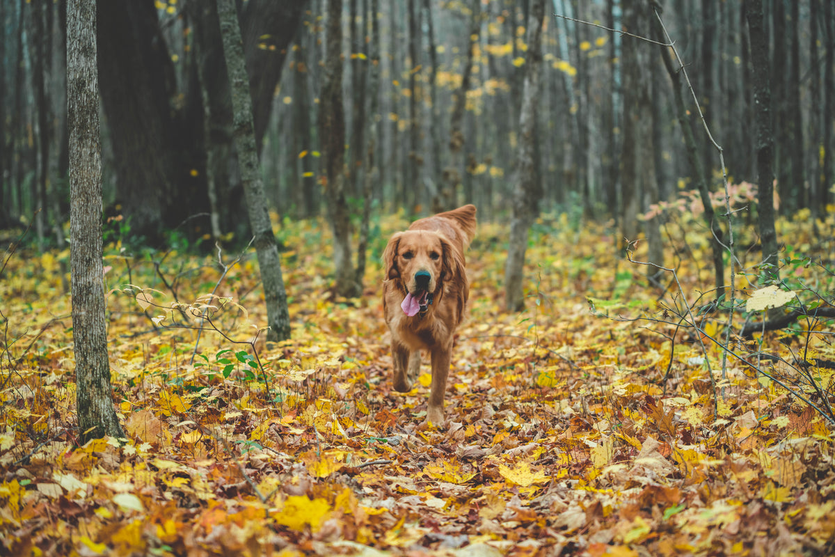 dog running in fall leaves