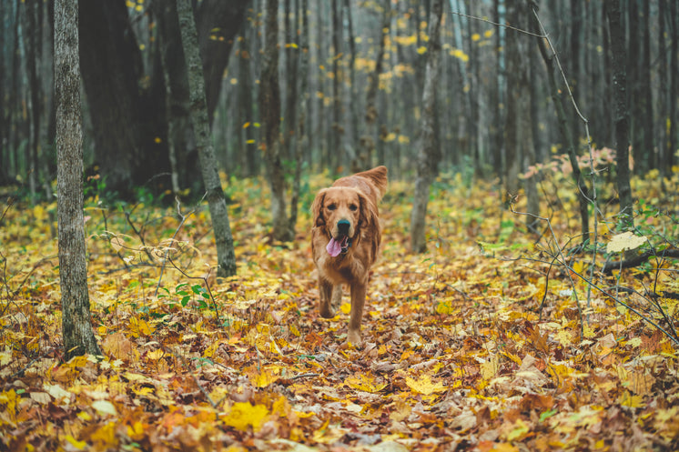 Dog Running In Fall Leaves