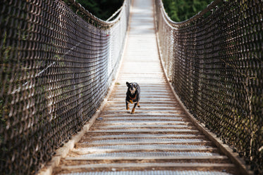 dog runs across bridge
