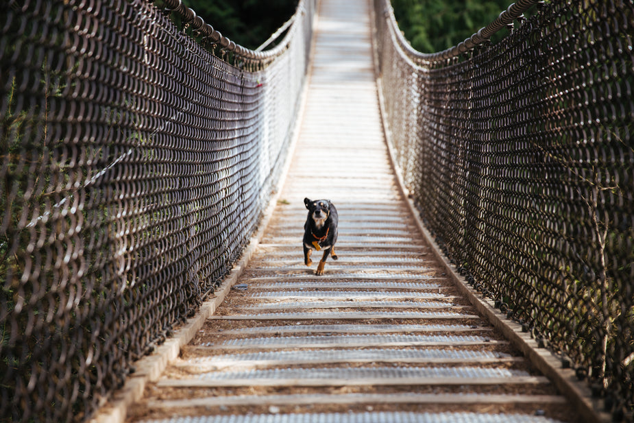 Free Dog Runs Across Bridge Photo — High Res Pictures