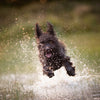 dog runs into a puddle making a huge splash