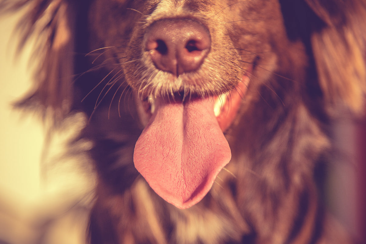 dog sticking tongue out
