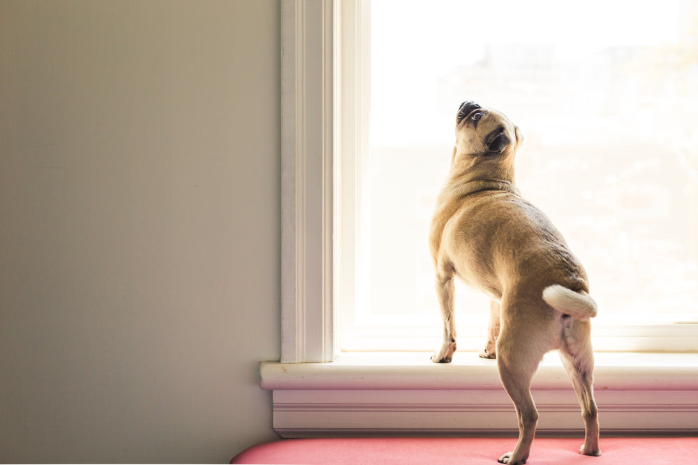 dog stretching in window light