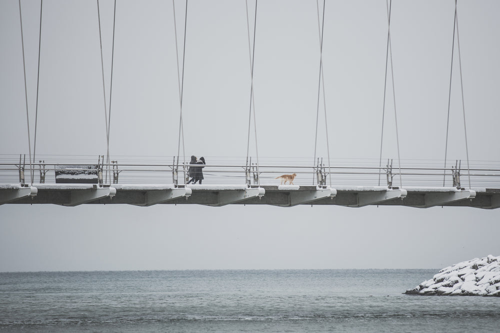 dog walk on snowy bridge