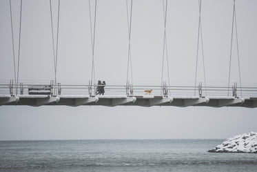 dog walk on snowy bridge