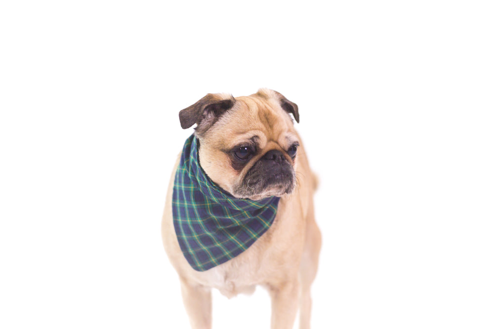 dog wearing bandana