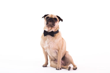 dog wearing black bowtie