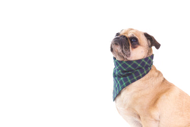 dog wearing plaid bandana
