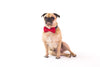 dog wearing red bow tie
