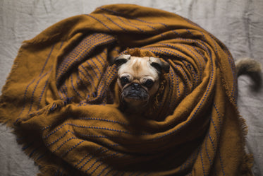 dog wrapped in bedding