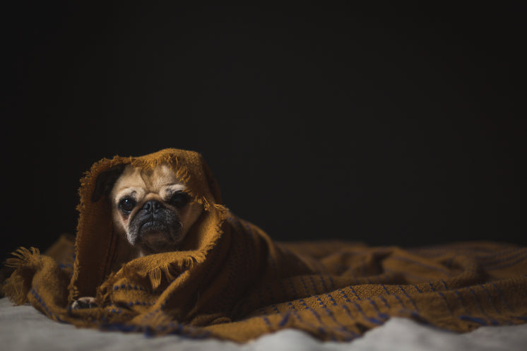 dog-wrapped-in-blanket.jpg?width=746&for