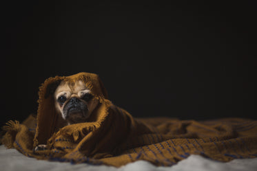 dog wrapped in blanket