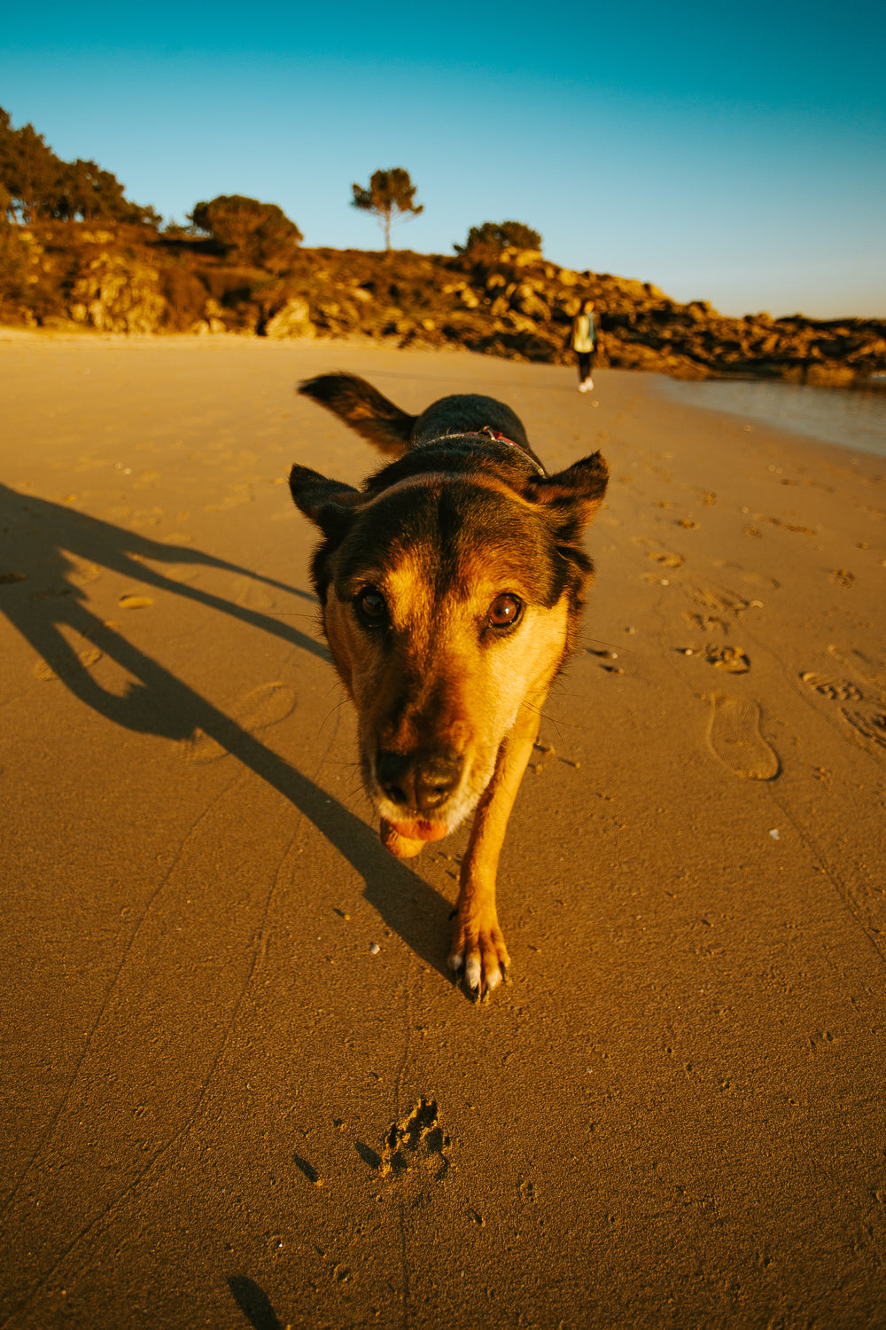 doggo on a beach walk