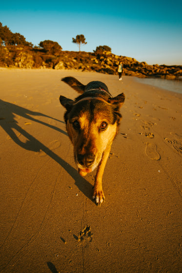 doggo on a beach walk