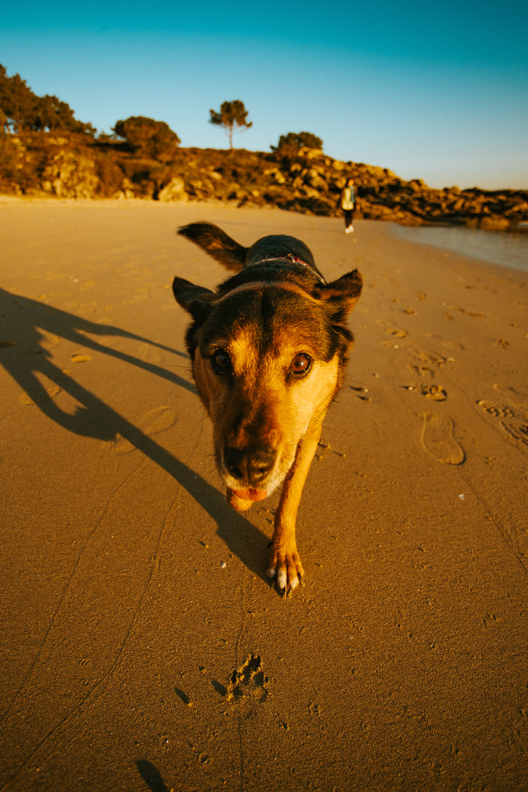 Doggo On A Beach Walk