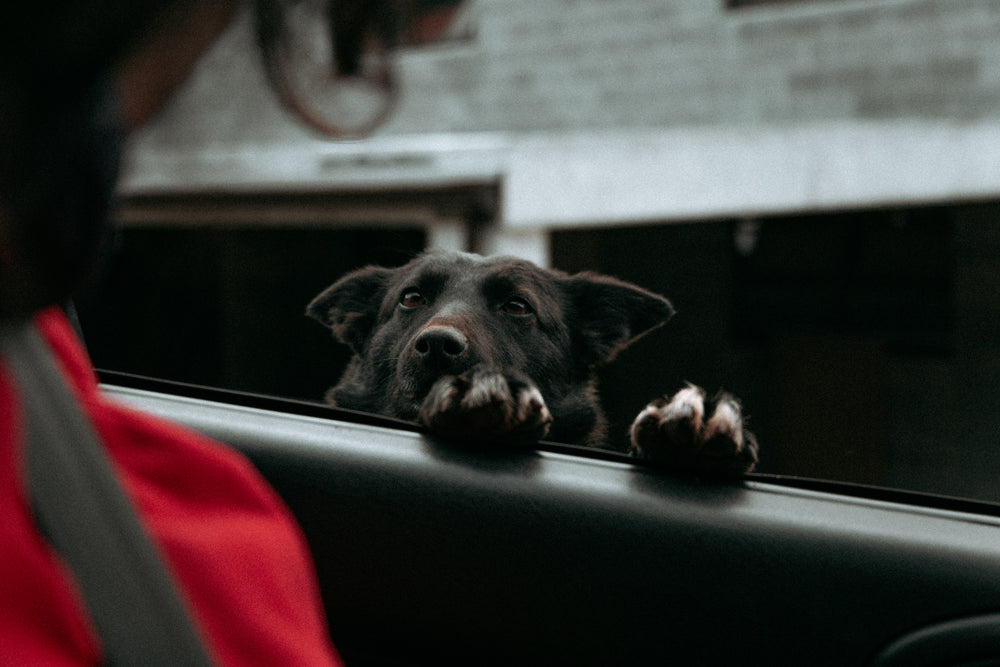 doggo wants to take the wheel