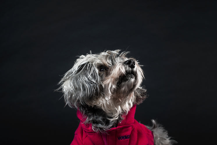 dogs-need-photos-too.jpg?width=746&format=pjpg&exif=0&iptc=0