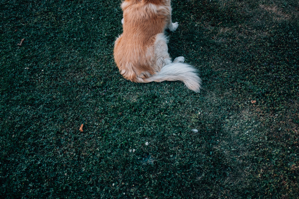 dogs tail on green grass