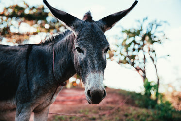 donkey on beach