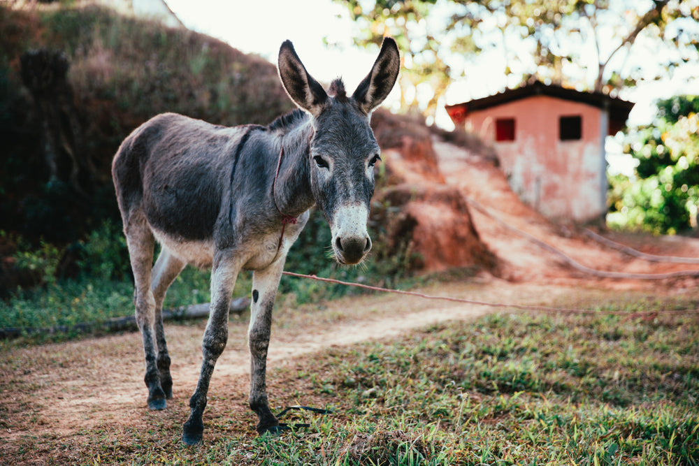 donkey on dirt road