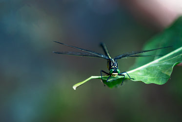 dragonfly ready to take flight