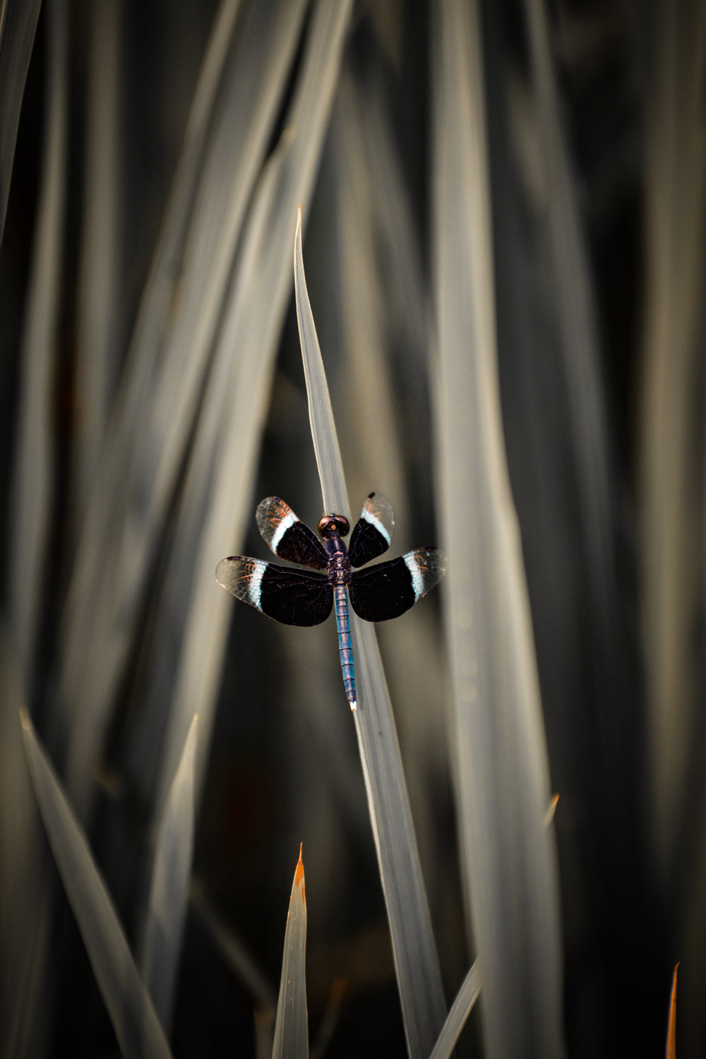 dragonfly sits on a blade of dull green grass