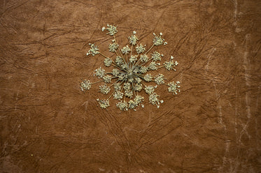 dried and pressed plant lays on brown leather