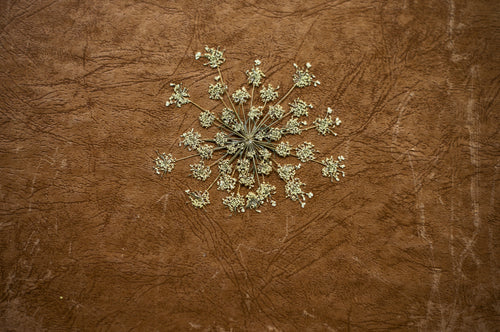 dried and pressed plant lays on brown leather
