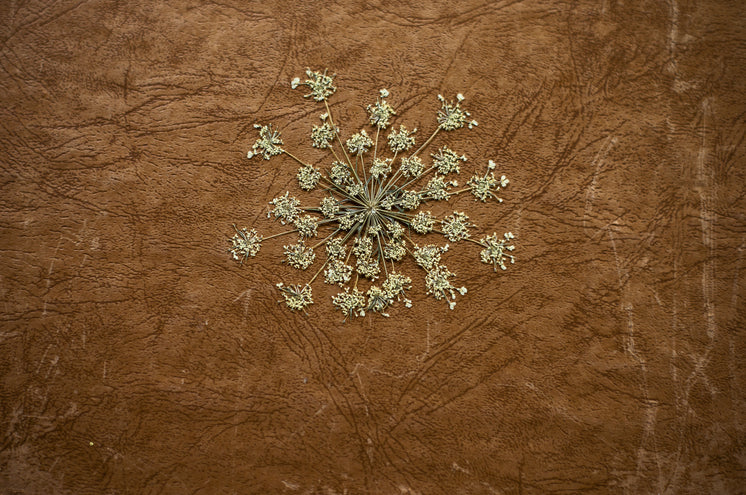 Dried And Pressed Plant Lays On Brown Leather