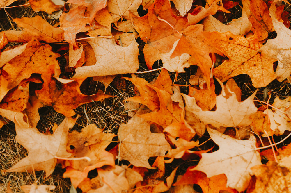 dried fall maple leaves