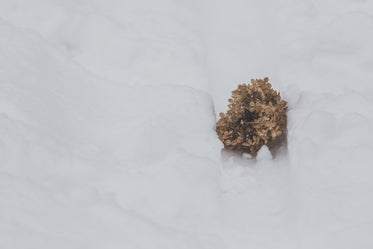 dried flowers fallen on snow