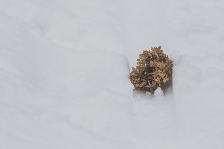 干花落雪