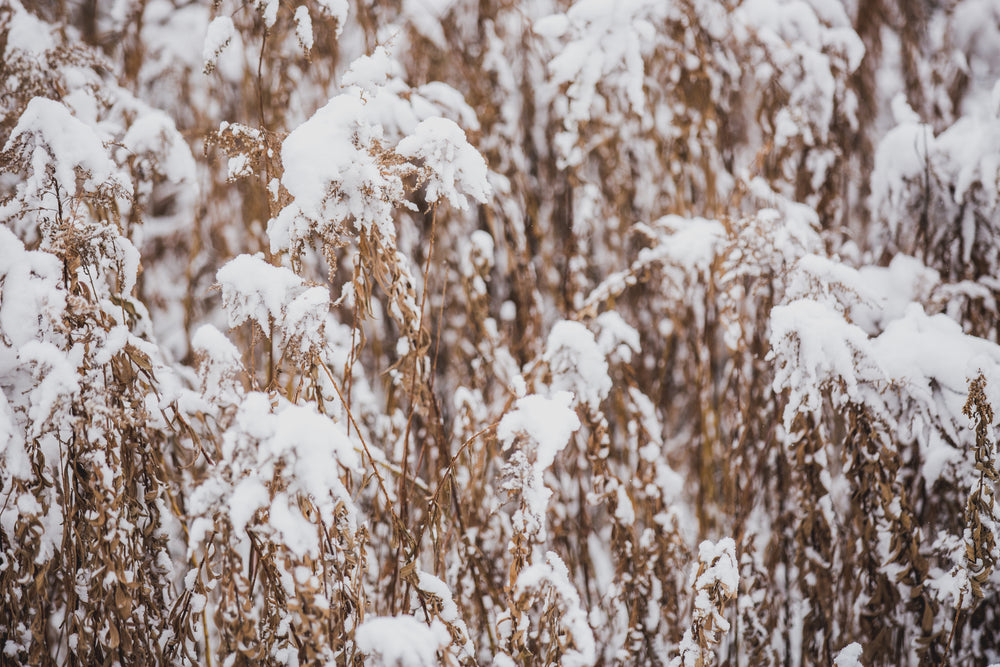 dried grass and snow