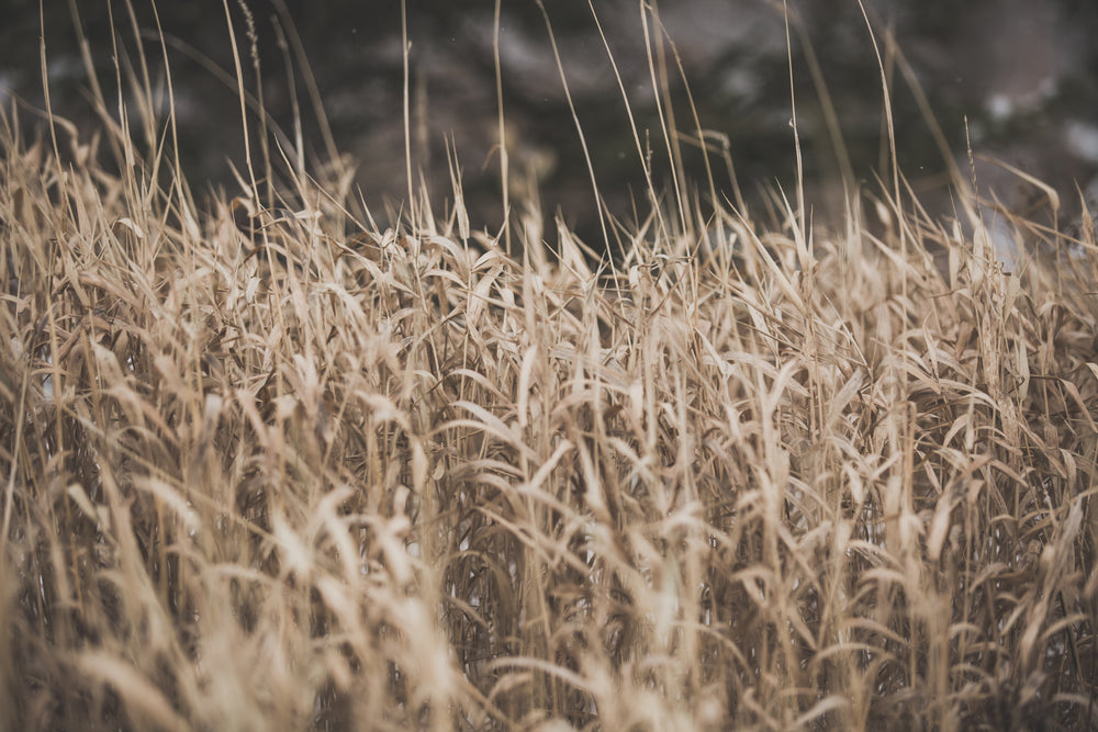 dried grass