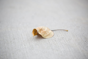 dried leaf on pavement